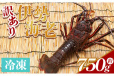伊勢海老 計750g(1～3匹) 冷凍 - 訳あり 国産 エビ えび 海鮮 魚介 産地直送 プリプリ 味噌汁 刺身 焼き物 汁物 えび蔵 高知県 香南市 冷凍 10000円以上 1万円以上 eb-0005