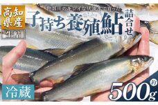 【冷蔵】鮎 子持ち鮎 500g 先行受付 物部川のキレイな伏流水で育った 養殖鮎 詰合せ カネミツ養鮎 - 国産 アユ あゆ 魚 魚介 海鮮 養殖 川魚 塩焼き 炊き込みご飯 鮎飯 カネミツ養鮎 高知県 香南市 10000円以上 1万円以上 塩焼き kt-0004