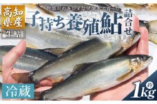 【先行受付】鮎 子持ち鮎 冷蔵 1kg 物部川のキレイな伏流水で育った 養殖鮎 詰合せ カネミツ養鮎 - 国産 アユ あゆ 魚 魚介 海鮮 養殖 川魚 塩焼き 炊き込みご飯 鮎飯 カネミツ養鮎 高知県 香南市 10000円以上 1万円以上 塩焼き kt-0005