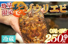 【数量限定】活 ゾウリエビ 計250g（1尾～2尾) - 海老 国産 エビ えび 海鮮 魚介 産地直送 プリプリ 味噌汁 刺身 焼き物 汁物 えび蔵 高知県 香南市 冷蔵 10000円以上 1万円以上 eb-0018