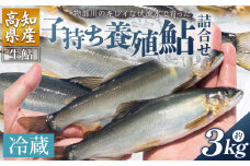 【先行受付】鮎 子持ち鮎 冷蔵 3kg 物部川のキレイな伏流水で育った 養殖鮎 詰合せ カネミツ養鮎 - 国産 アユ あゆ 魚 魚介 海鮮 養殖 川魚 塩焼き 炊き込みご飯 鮎飯 カネミツ養鮎 高知県 香南市 10000円以上 1万円以上 塩焼き kt-0006