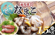 活ナマコ 1.5kg 赤ナマコ - 国産 産地直送 赤なまこ なまこ 高級ナマコ ナマコ 海鼠 海産物 海鮮 魚介類 刺身 刺し身 炒め物 塩辛 このわた えび蔵 高知県 香南市 冷蔵 eb-0013