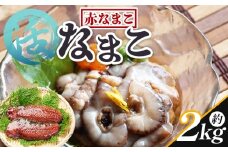 活ナマコ 2kg 赤ナマコ - 国産 産地直送 赤なまこ なまこ ナマコ 海鼠 海産物 海鮮 魚介類 刺身 刺し身 炒め物 塩辛 このわた えび蔵 高知県 香南市 冷蔵  eb-0014