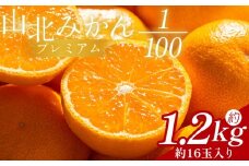 山北プレミアムみかん 1/100(サイズ：S) 1.2kg 約16玉入り - みかん ミカン ﾐｶﾝ 国産 柑橘 柑橘類 果実 果物 フルーツ 青果 温州みかん みかん 蜜柑 ミカン 高知県 香南市 常温 yk-0056