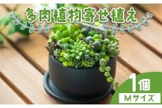 【寄せ植え】多肉植物 多肉 1個 Mサイズ - 多肉植物 鉢植え 多肉 植物 インテリア ガーデニング おしゃれ 多肉植物 グリーン プレゼント 観葉植物 多肉 植物 寄せ植え かわいい お楽しみ 自然 PUKUTTO 高知県 香南市 pk-0002
