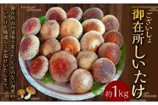 御在所肉厚生しいたけ 1kg 生しいたけ しいたけ 椎茸 シイタケ 肉厚 山菜 お取り寄せ 冷蔵