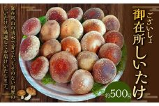御在所肉厚生しいたけ 約500g 生しいたけ しいたけ 椎茸 シイタケ 肉厚 山菜 お取り寄せ 冷蔵