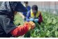旬の野菜の詰め合わせと栽培期間中 農薬不使用の生姜200g付き