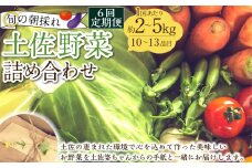【定期便6回】旬の朝採れ土佐野菜詰め合わせ（10～13品目）詰め合わせ 野菜セット 野菜 ギフト やさいセット お取り寄せグルメ 家庭用 旬野菜 新鮮 特産 農薬不要 食材