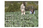 旬の採れたて新鮮野菜セット10品目「新鮮だから美味しい！」