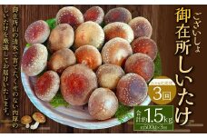 【2ヶ月毎 3回定期便】御在所肉厚生しいたけ 計約1.5kg 1回あたり約500g（計3回） 生しいたけ しいたけ 椎茸 シイタケ 肉厚 山菜 お取り寄せ 冷蔵