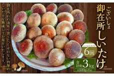 【2ヶ月毎 6回定期便】御在所肉厚生しいたけ 計約3kg 1回あたり約500g（計6回） 生しいたけ しいたけ 椎茸 シイタケ 肉厚 山菜 お取り寄せ 冷蔵