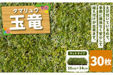 玉竜 タマリュウ たまりゅう 30枚 植物 プラント 芝生 ガーデニング ガーデニング用品