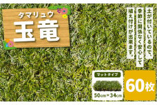 玉竜 タマリュウ たまりゅう 60枚 植物 プラント 芝生 ガーデニング ガーデニング用品