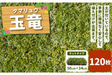 玉竜 タマリュウ たまりゅう 120枚 植物 プラント 芝生 ガーデニング ガーデニング用品