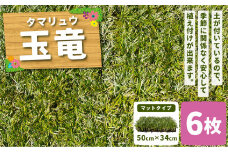 玉竜 タマリュウ たまりゅう 6枚 植物 プラント 芝生 ガーデニング ガーデニング用品