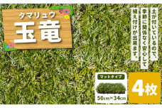 玉竜 タマリュウ たまりゅう 4枚 植物 プラント 芝生 ガーデニング ガーデニング用品