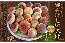 【3回定期便】御在所肉厚生しいたけ 計約1.5kg 1回あたり約500g（計3回） 生しいたけ しいたけ 椎茸 シイタケ 肉厚 山菜 お取り寄せ 冷蔵