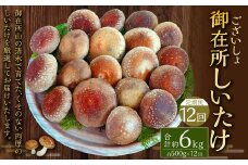 【12回定期便】御在所肉厚生しいたけ 計約6kg 1回あたり約500g（計12回） 生しいたけ しいたけ 椎茸 シイタケ 肉厚 山菜 お取り寄せ 冷蔵
