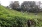 高知県香美市草刈り代行サービス 1日