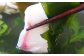 物部の柚子酢（ゆのす） 3本