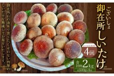 【2ヶ月毎 4回定期便】御在所肉厚生しいたけ 計約2kg 1回あたり約500g（計4回） 生しいたけ しいたけ 椎茸 シイタケ 肉厚 山菜 お取り寄せ 冷蔵