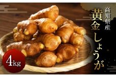 黄金しょうが 約1kg 国産 生姜 しょうが ショウガ 高知県産