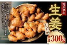 高知県産 香り大生姜 300g ／ 大生姜 生姜 しょうが 野菜 ジンジャー 薬味 高知県 香美市 常温