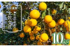 【訳アリ】土佐文旦＜10kg＞I3
