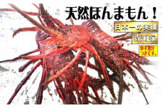 S37-B リピーター続出！伊勢海老＜400～500g（1～2尾）ランダム＞
