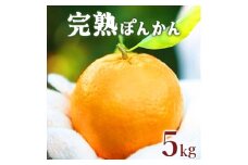 【先行予約】完熟ぽんかん＜5kg＞　F109
