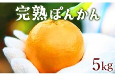 【先行予約】完熟ぽんかん＜5kg＞　F109
