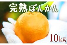【先行予約】完熟ぽんかん＜10kg＞　F112