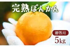 ＜先行予約＞【贈答用】完熟ぽんかん(特大サイズ) 5kg　F116