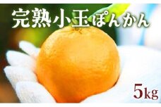 【先行予約】完熟小玉ぽんかん＜5kg＞　F125