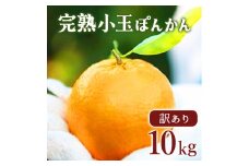 【先行予約】訳アリ完熟小玉ぽんかん＜10kg＞ 国産 東洋町産 訳あり 甘い コク ジューシー 蜜柑 ミカン 果肉 高知県 東洋町 四国 お取り寄せ フルーツ 果物 家庭用 自宅用 送料無料 産地直送 F126