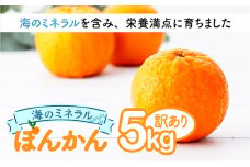 【先行予約】ポンカン 海のミネラルをたっぷり含んだ甲浦のポンカン 5kg〈訳あり〉 国産 東洋町産 訳アリ 甘い 栄養たっぷり ジューシー 果肉 四国 お取り寄せ フルーツ 蜜柑 ミカン 果物 家庭用 自宅用 送料無料 H20