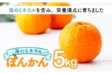 【先行予約】ポンカン 海のミネラルをたっぷり含んだ甲浦のポンカン 5kg 国産 東洋町産 訳アリ 甘い 栄養たっぷり ジューシー 果肉 四国 お取り寄せ フルーツ 蜜柑 ミカン 果物 家庭用 自宅用 送料無料 H21