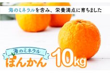 【先行予約】ポンカン 海のミネラルをたっぷり含んだ甲浦のポンカン 10kg 国産 東洋町産 訳アリ 甘い 栄養たっぷり ジューシー フルーツ 蜜柑 ミカン 果肉 四国 お取り寄せ フルーツ 果物 家庭用 自宅用 送料無料 　H24