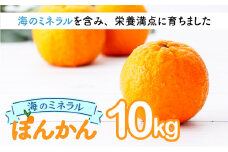 【先行予約】海のミネラルをたっぷり含んだ甲浦のポンカン 10kg〈贈答用〉 H25