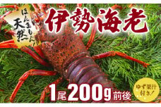 伊勢海老 天然ほんまもん！＜200g前後＞【扱いやすい鮮度抜群冷凍】刺身ＯＫ 国産 東洋町産 天然 新鮮 海鮮 焼き ボイル 四国 お取り寄せ お祝い 記念日 贈り物 送料無料 生 S143