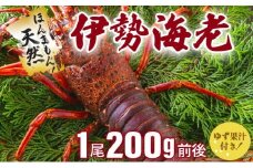 伊勢海老 天然ほんまもん！＜200g前後＞【扱いやすい鮮度抜群冷凍】刺身ＯＫ 国産 東洋町産 天然 新鮮 海鮮 焼き ボイル 四国 お取り寄せ お祝い 記念日 贈り物 送料無料 生 S143