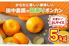 【先行予約】ポンカン 5kg（3Lサイズ） 国産 東洋町産 訳あり 甘酸っぱい ジューシー 蜜柑 ミカン 有機肥料 高知県 東洋町 四国 お取り寄せ フルーツ 果物 送料無料 TA14