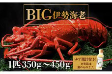 BIG伊勢海老＜1匹＞【冷凍】刺身OK 国産 東洋町産 天然 新鮮 海鮮 四国 お取り寄せ お祝い 記念日 贈り物 送料無料 生 S200
