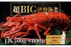 超BIG伊勢海老＜1匹＞【冷凍】刺身OK 国産 東洋町産 天然 新鮮 海鮮 四国 お取り寄せ お祝い 記念日 贈り物 送料無料 生 S201