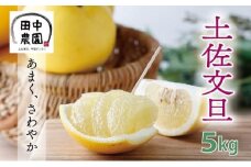 【先行予約】土佐文旦＜5kg＞ 国産 東洋町産 土左 文旦 甘み 酸味 果肉 グレープフルーツ 高知県 東洋町 四国 土佐 お取り寄せ 家庭用 自宅用 送料無料 産地直送 TA19