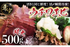 活〆ウチワエビ特大3匹 500g＜数量限定＞ 国産 東洋町産 セット うちわえび 新鮮 海鮮 高知県 東洋町 四国 お取り寄せ 送料無料 S208