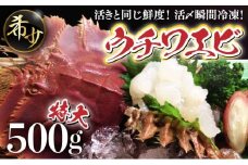 活〆ウチワエビ特大3匹 500g＜数量限定＞ 国産 東洋町産 セット うちわえび 新鮮 海鮮 高知県 東洋町 四国 お取り寄せ 送料無料 S208