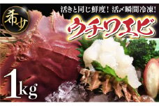 活〆ウチワエビ6~10匹 1000gセット＜数量限定＞ 国産 東洋町産 セット うちわえび 新鮮 海鮮 高知県 東洋町 四国 お取り寄せ 送料無料 S209