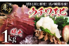 活〆ウチワエビ特大5〜6匹 1000gセット＜数量限定＞ 国産 東洋町産 セット うちわえび 新鮮 海鮮 高知県 東洋町 四国 お取り寄せ 送料無料 S210
